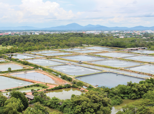 Aquaculture et pisciculture
